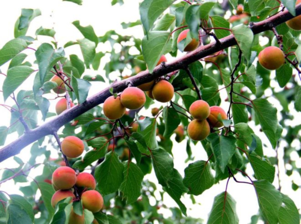 Honeyview_image060.jpg Honeyview_image060.jpg